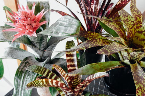 Various Bromeliad species 