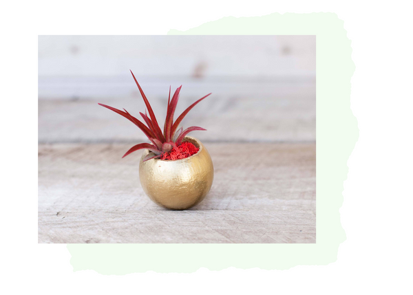 Tillandsia air plant gold holder 