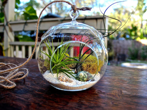 Hanging air plant terrarium 