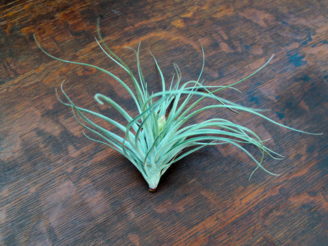 Tillandsia houston air plant 