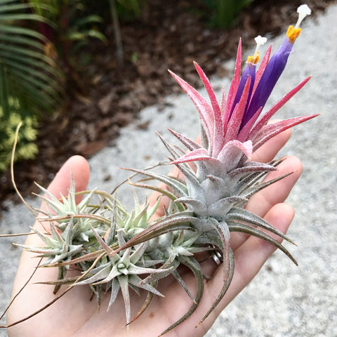 Air plant pups on a Tillandsia ionantha