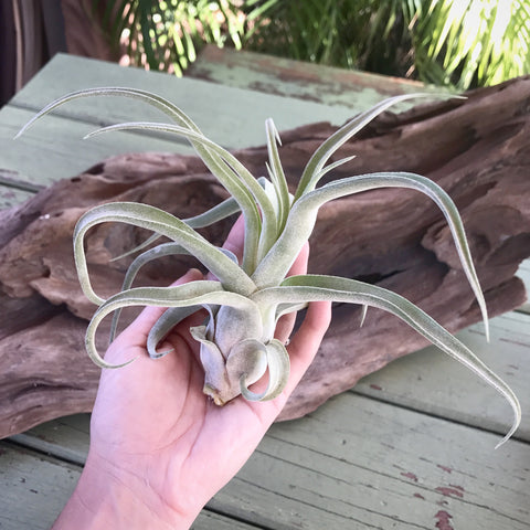 Tillandsia streptophylla pup