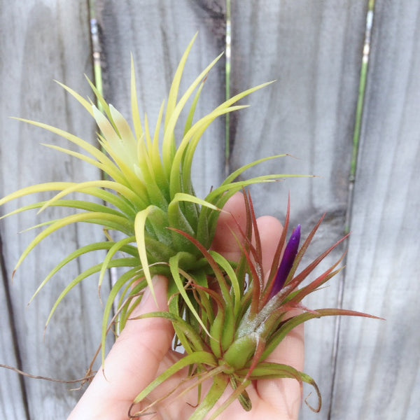 Tillandsia ionantha druid and ionantha rubra in bloom 