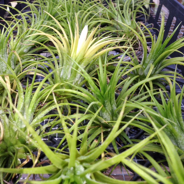Tillandsia ionantha 'Druid' air plants 
