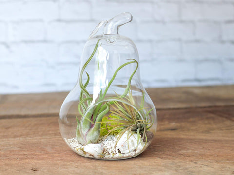 Pear Air Plant Terrarium 