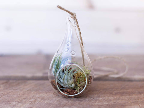 Teardrop Glass Terrarium with Tillandsia Ionantha Scaposa Air Plant