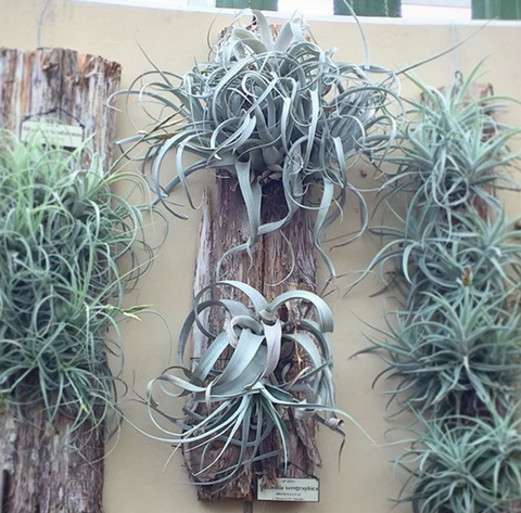 New York Botanical Garden air plant wall 