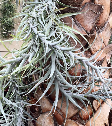 New York Botanical Garden air plant