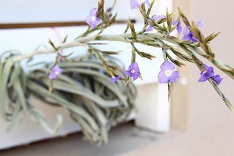 tillandsia duratii air plant in bloom