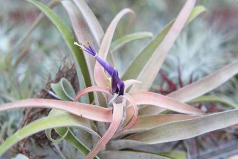 tillandsia capitata air plant in bloom 