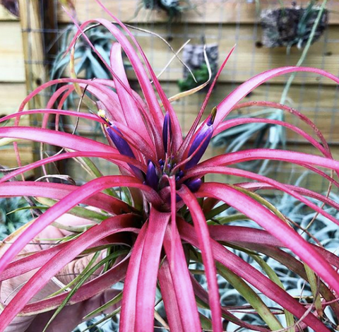 Tillandsia brachycaulos air plant in bloom 