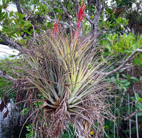 Wild Tillandsia Air Plant 