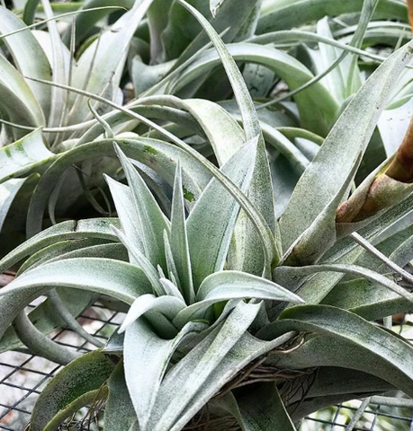 Tillandsia xerographica air plant pup 