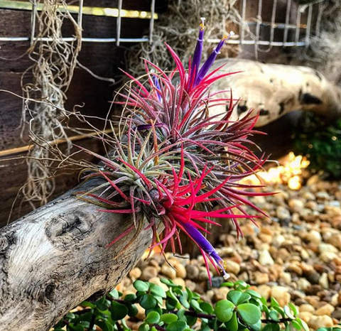 Tillandsia ionantha air plant outside on driftwood 