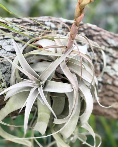 tillandsia xerographica air plant anchored to tree branch 