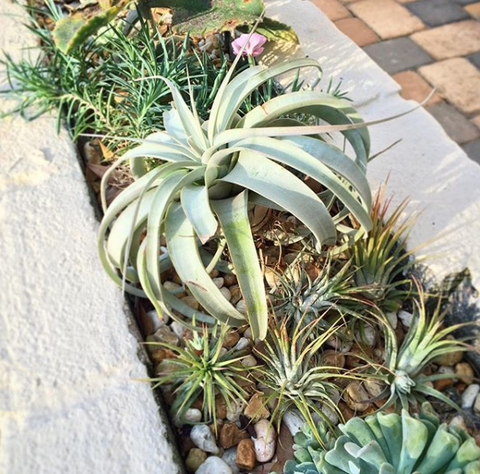 tillandsia air plants and succulents outside display