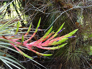 Air plant in bloom at Selby Botanical Garden 