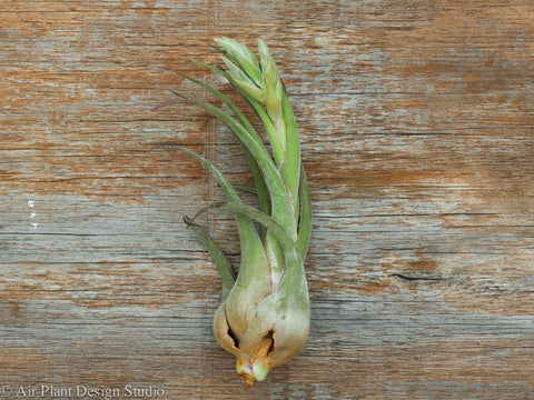 Tillandsia seleriana air plant 