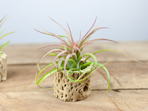 Tillandsia streptophylla hybrid air plants 