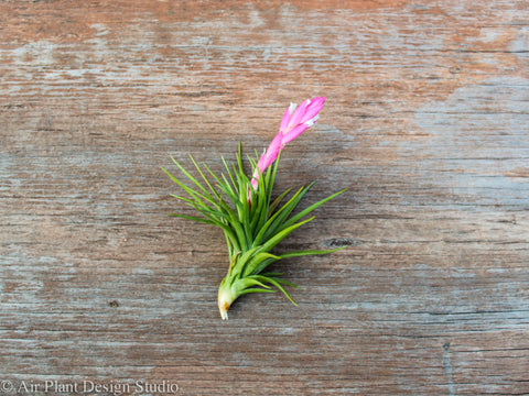 Tillandsia tenuifolia air plant 