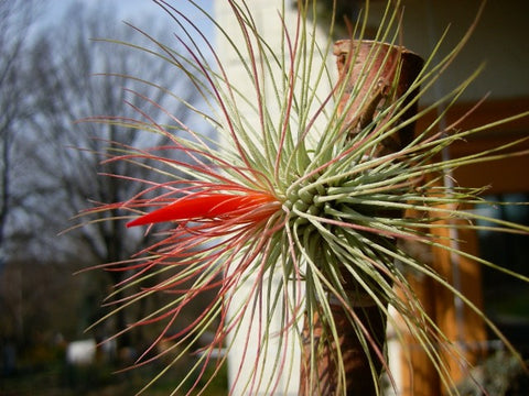 Tillandsia andreana air plant  in bloom 