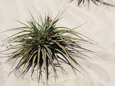 Tillandsia latifolia growing in the wild 