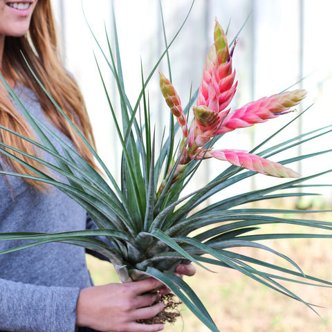 Blooming Tillandsia tropiflora