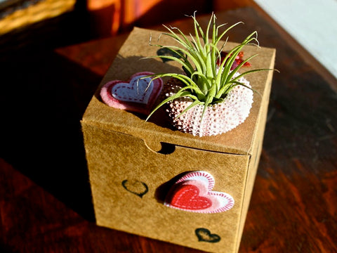 Pink Urchin with Tillandsia Ionantha Air Plant and Decorated Gift Box