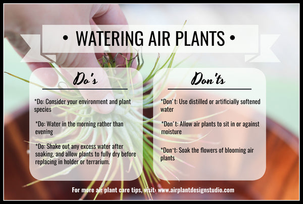 watering air plants infographic