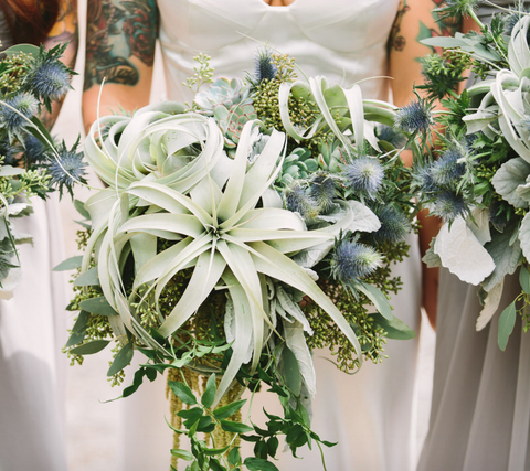 xerographica tillandsia wedding bouquet