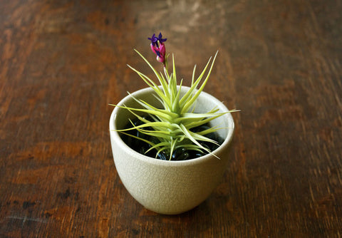 Tillandsia aeranthos air plant