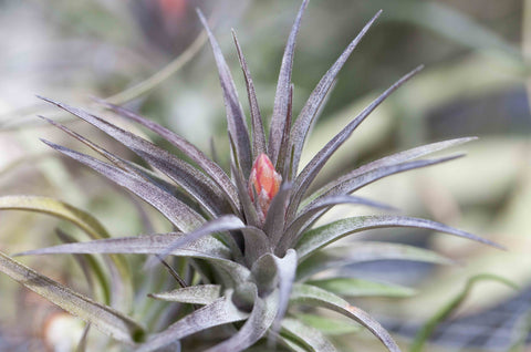 Tillandsia aeranthos air plant 