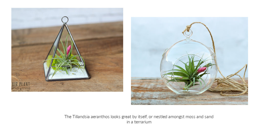 Tillandsia aeranthos air plant terrarium 