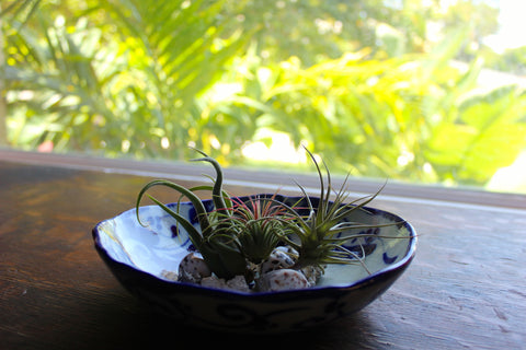 Tillandsia Air Plants Displayed in a Glass Bowl