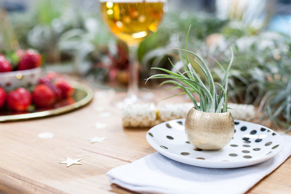 Gold Air Plant Pod Favor 