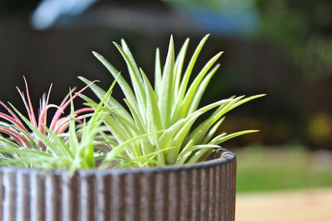 Tillandsia air plants in the sunlight 