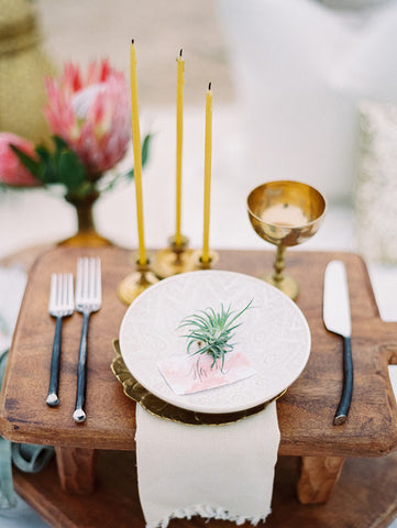 tillandsia ionantha air plant place setting 