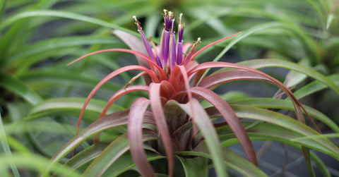 Blooming Tillandsia Abdita Air Plant