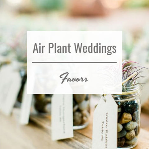 Air Plant Weddings: Favors 