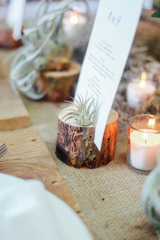 ionantha tillandsia air plant 