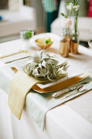 tillandsia xerographica air plant place setting 