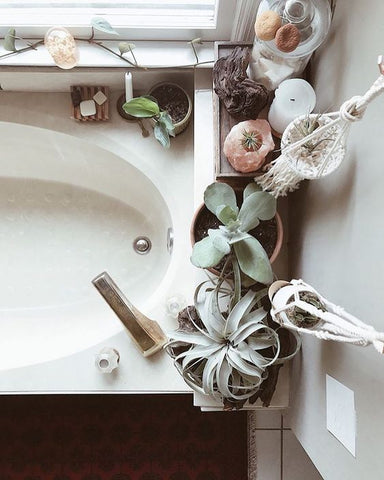 Tillandsia air plants on bathtub 