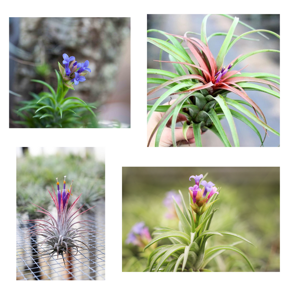 Blooming Tillandsia air plants 