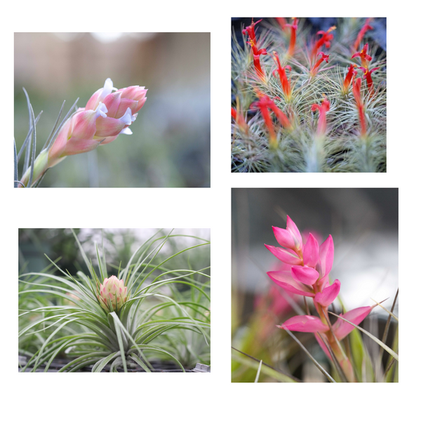 Blooming Tillandsia air plants 