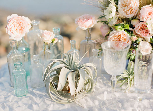 Tillandsia Xerographica as Table Decoration