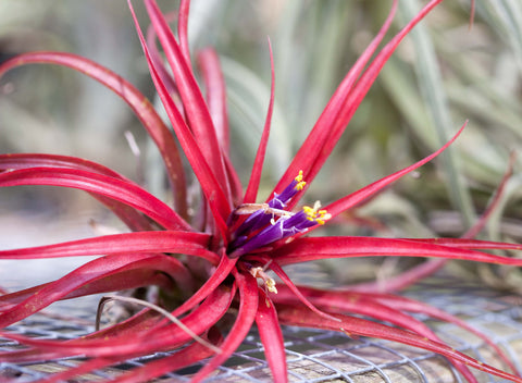 Tillandsia brachycaulos air plant 