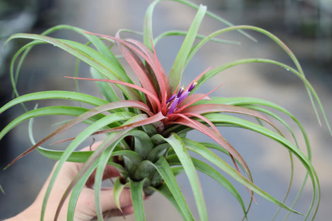 Tillandsia streptophylla hybrid in bloom 