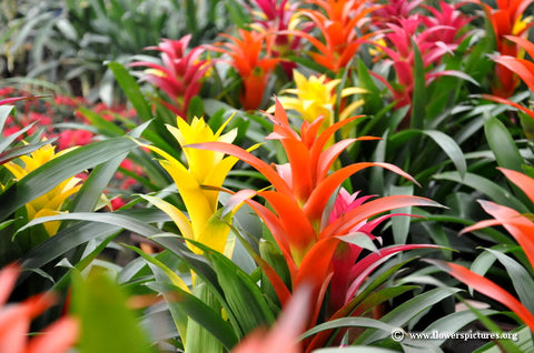 Bromeliad flowers 