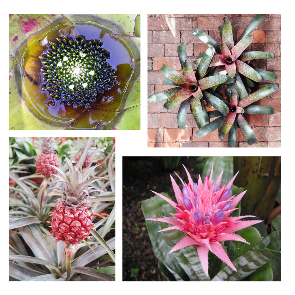 Bromeliad plants 