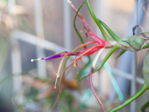 Bulbosa air plant dead flower bloom